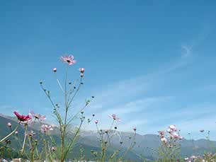 �H��̃R�X���X