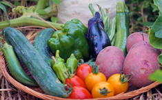 ���ƍ͔|�̖��